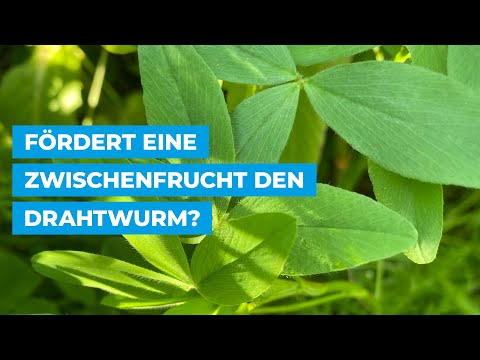 Video: Wie Man Einen Drahtwurm Besiegt