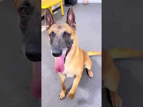 This Dog Knows More Tricks Than Me 😂#shorts #dog #malinois #dogtraining #funnydogs