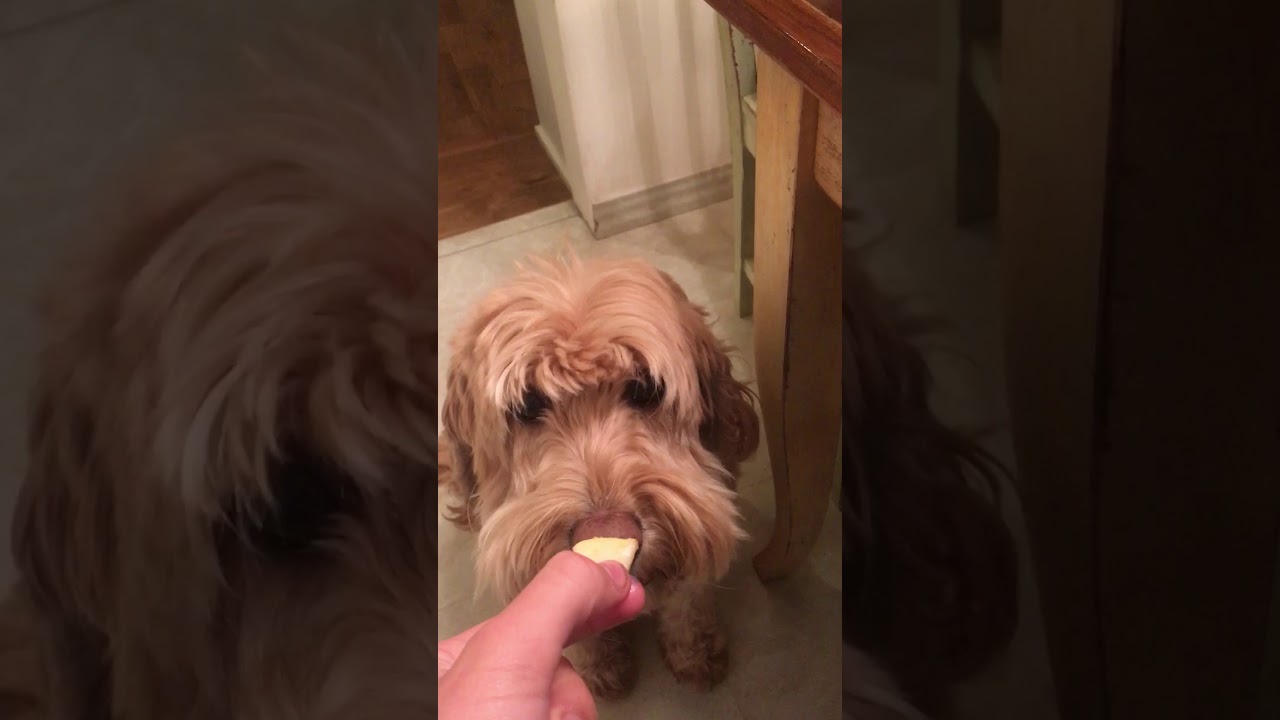 Dog eats pear part 1