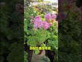 #마담 드 퐁파두르 #민들레가든