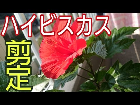 ハイビスカスの剪定 Pruning Of Hibiscus Youtube