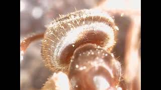 Antie From Honey I Shrunk The Kids