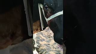 #GaonGyaan#dailyvlog #villagelife #morning #trendingshorts #trending