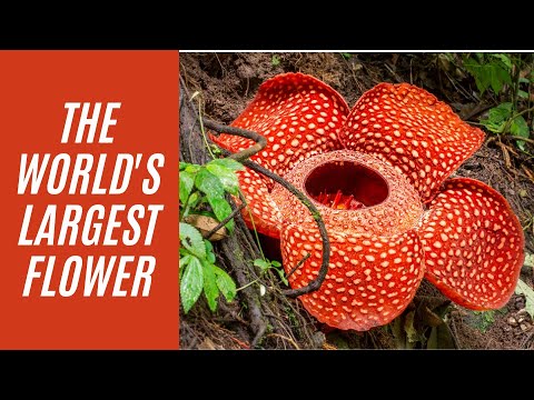 Biggest Flower in the World: Rafflesia - YouTube