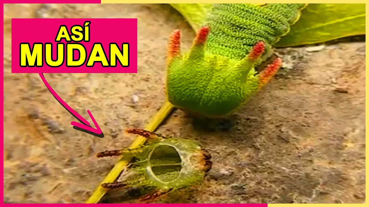 Oruga Cabeza de Dragón: Así Mudan y Viven las Charaxes Jasius 🐲