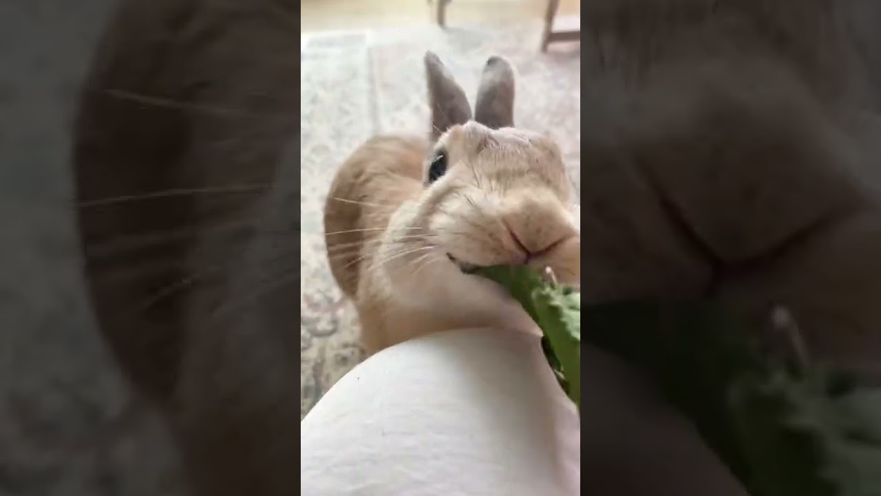 Raily is eating Organic, non GMO nutritional dried leaf:) healthy Rabbit food 😋😋💚♥️