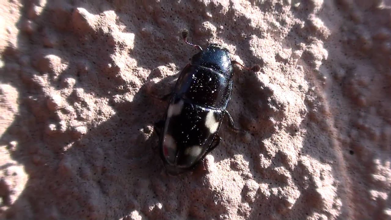 Four-spotted Sap Beetle (Nitidulidae: Glischrochilus quadrisignatus)