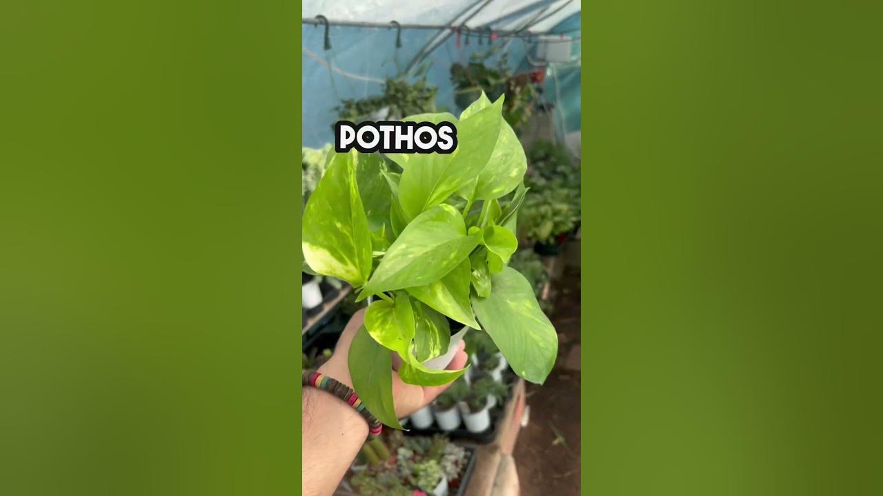 what-are-easy-tropical-house-plants-to-grow-start-with-what-plants