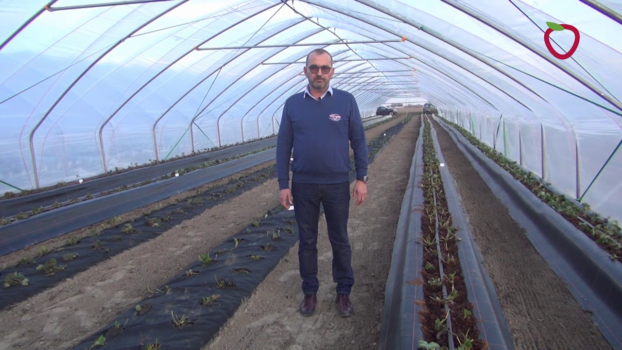 Truskawki z Flevoplant  w projekcie "Truskawki w tunelach"