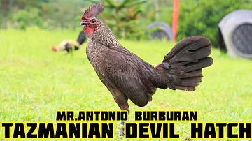 Antonio Burburan | Big Farm in Bacolod Philippines GOLDEN DRAGON 888 Gamefarm