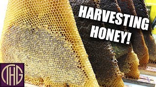 How We Process Honey From Our Top Bar Hive!!