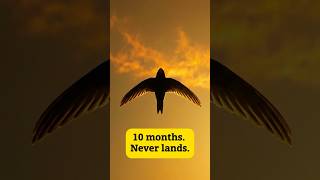 This Bird Hasn't Landed in 10 Months #swift #shorts