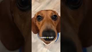 No tienes 🥺🐶❤️🥰 #gracioso #funny