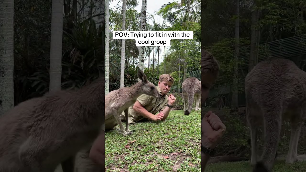 Hey Guys Don T Mind Me So Uh Where You From Originally Foryou Australiazoo Fyp Viral