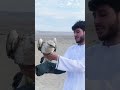 آزد سازی قیمتی ترین شاهین افغانستان The Release Of Afghanistan S Most Valuable Falcon Birds آزد سازی قیمتی ترین شاهین افغانستان The Release Of Afghanistan S Most Valuable Falcon Birds