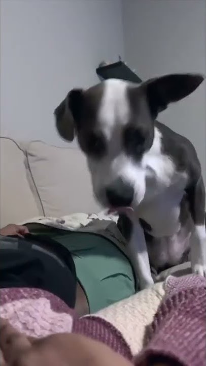 Can dogs Sense If You Are On Your Period shorts YouTube can-dogs-sense-if-you-are-on-your-period-shorts-youtube
