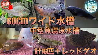 レッドゲオファーガス購入してきました 60cmワイド中型魚混泳水槽で飼育開始 古代魚 中型魚 60cmワイド水槽 アクアリウム Kazuaquach Youtube