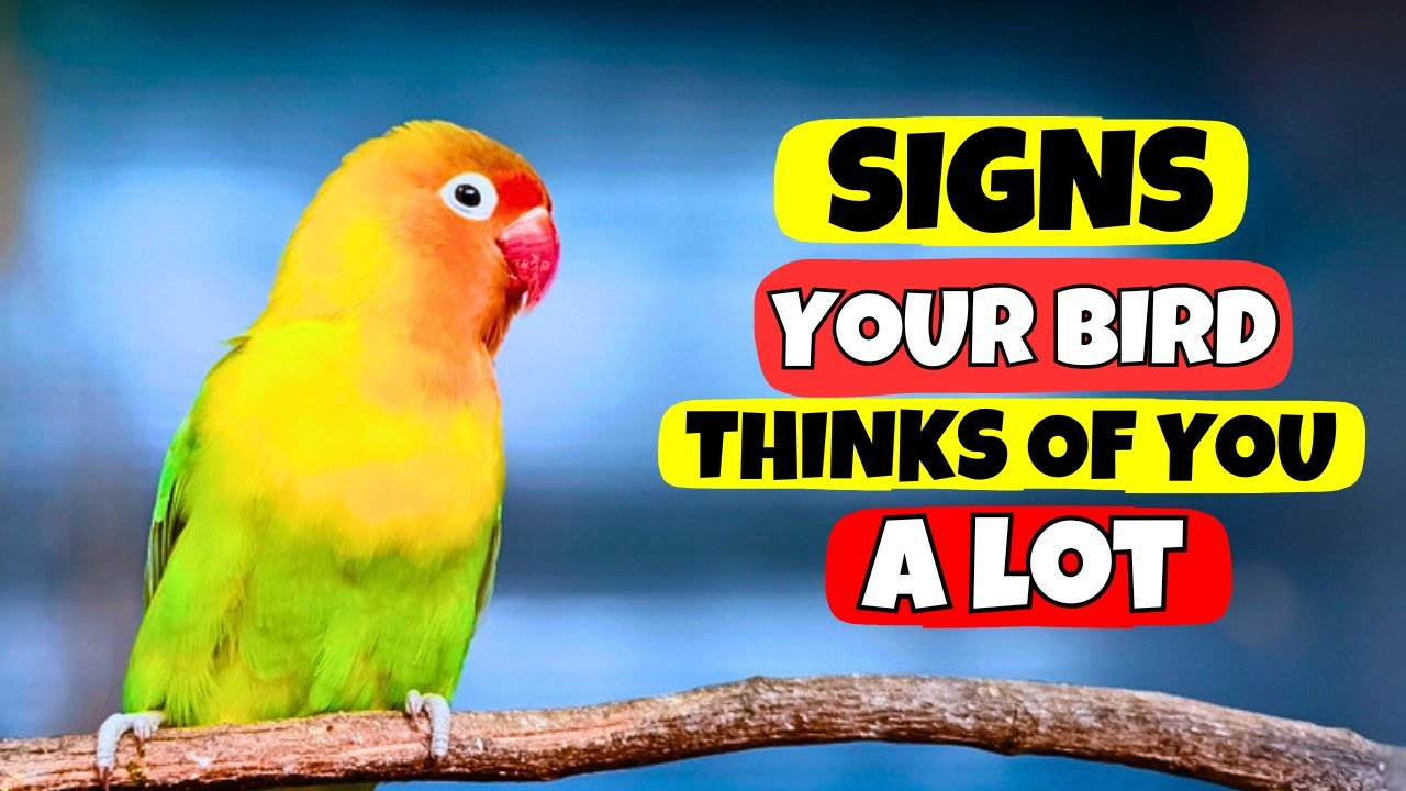 Я никогда не знала, что моя птица любит меня… пока не заметила ЭТОГО