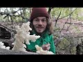 Ästiger Stachelbart - Hericium coralloides