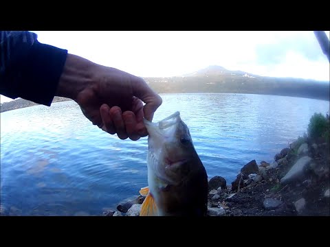 Video: Pesce persico (foto). Pesce persico di fiume. Spigola