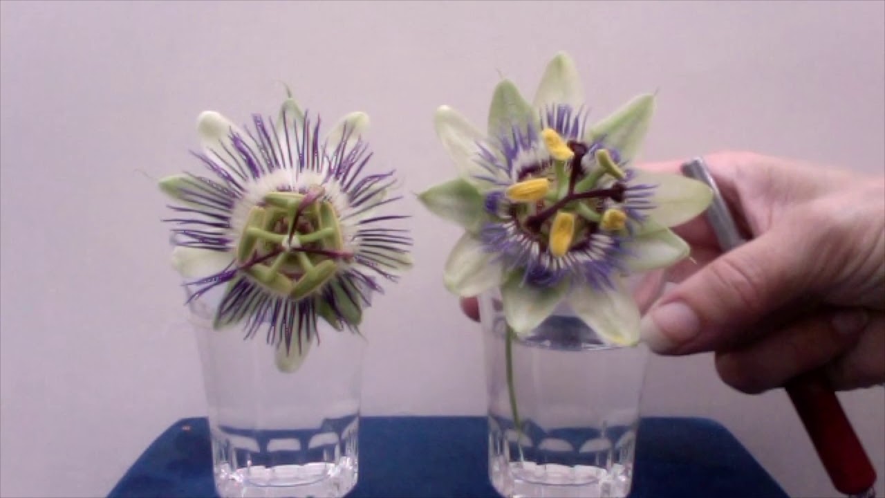 Passion Flowers Puzzle - YouTube