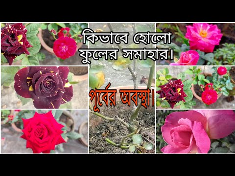 ভিডিও: শরতে গোলাপের গুল্ম রোপণের টিপস