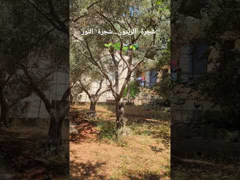 فيروز شجر الزيتون عشاق شجرة الزيتون