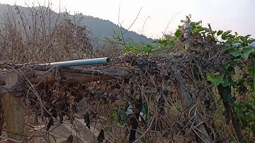 Noob qaib qus zoo nkauj kawg /14/2/ 2020