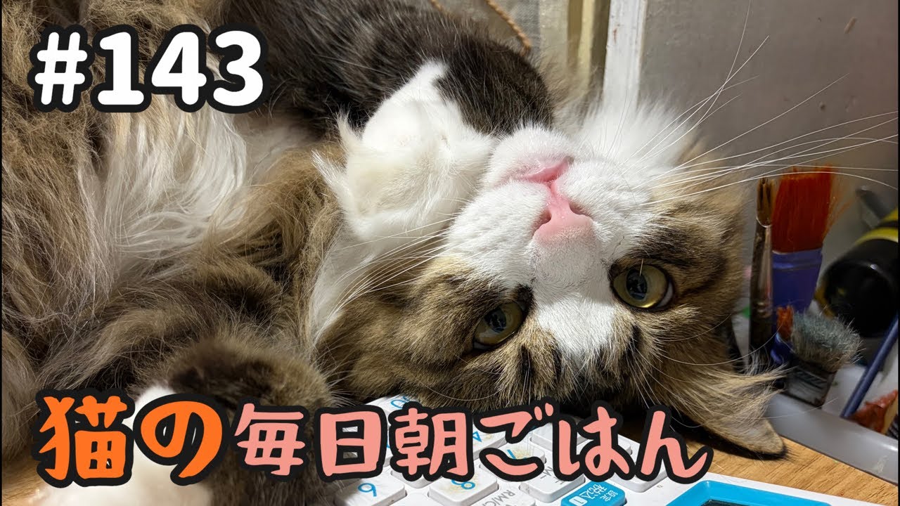 Daily Morning Cat Feeding Livestream! [#143] 9/4/2026 - YouTube