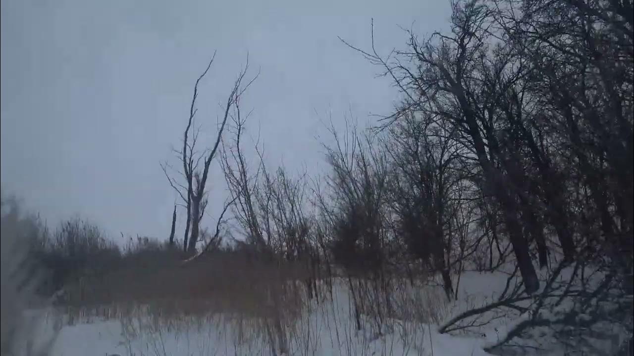 охота на зайцев с русскими гончими в 2022г. охота на зайцев с гончими 2020. охота с гончими на зайца 2023г. охота на зайца с гончими 2022. охота на зайца 2023 ночью.