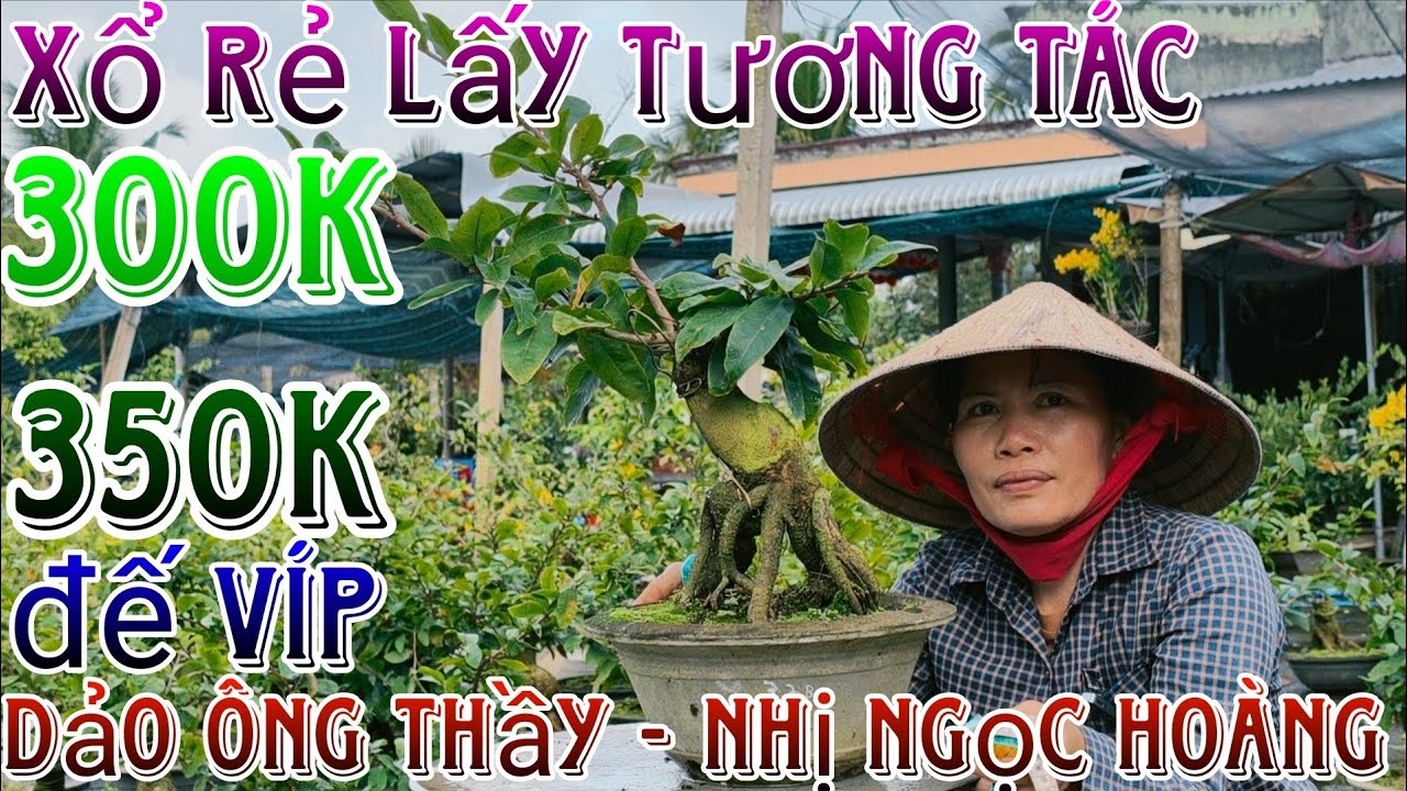 🌈01/3/2026☎️0348322142(C.Thủy)🔥mai giống mới hàng đôn cành bo siêu mướt giống mới giá siêu rẻ luôn