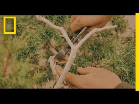 The Art of Shaping a Bonsai Tree | Short Film