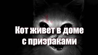 5 CТРАННЫХ ВЕЩЕЙ, КОТОРЫЕ УВИДЕЛИ ЖИВОТНЫЕ, А ХОЗЯЕВА - НЕТ 5 CТРАННЫХ ВЕЩЕЙ, КОТОРЫЕ УВИДЕЛИ ЖИВОТНЫЕ, А ХОЗЯЕВА - НЕТ