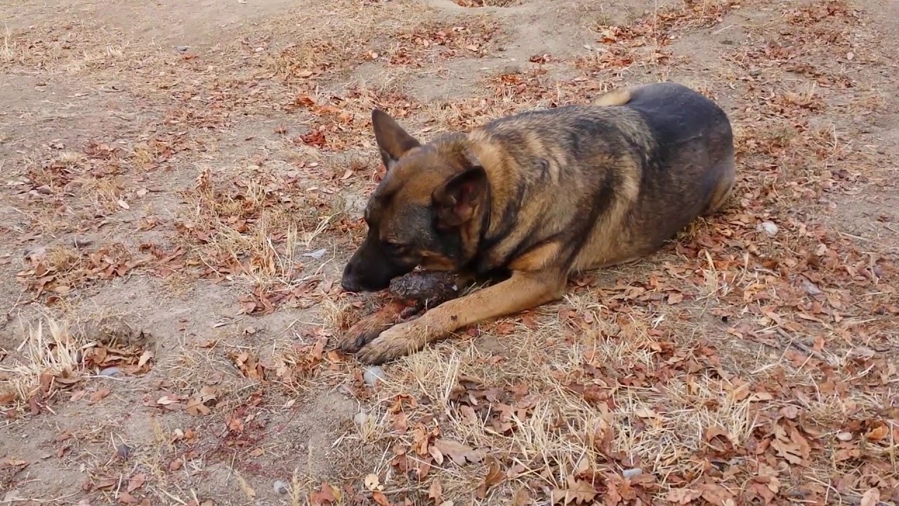 Dogs Catching Squirrel Youtube