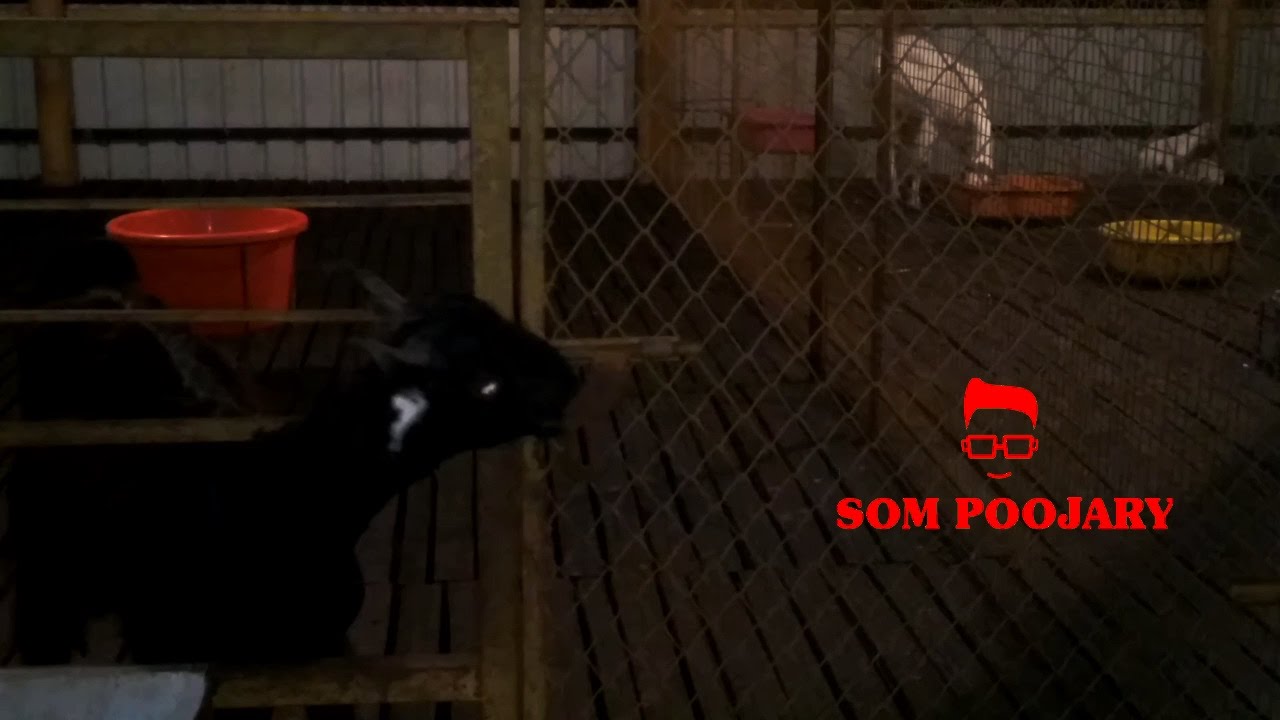 petco hours Goat funny tricks