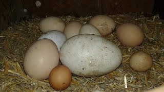 Folluktan Yumurta Toplama - nest box chicken egg collection