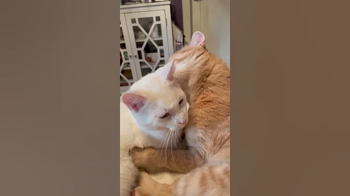 Watch the video about White kitten getting a bath from orange tabby. 💕 #stinkingcute #snuggletime #catlove #whitecatvideo
