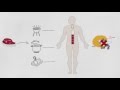 Qualit nutritionnelle des protines animales vs vgtales   dessin film