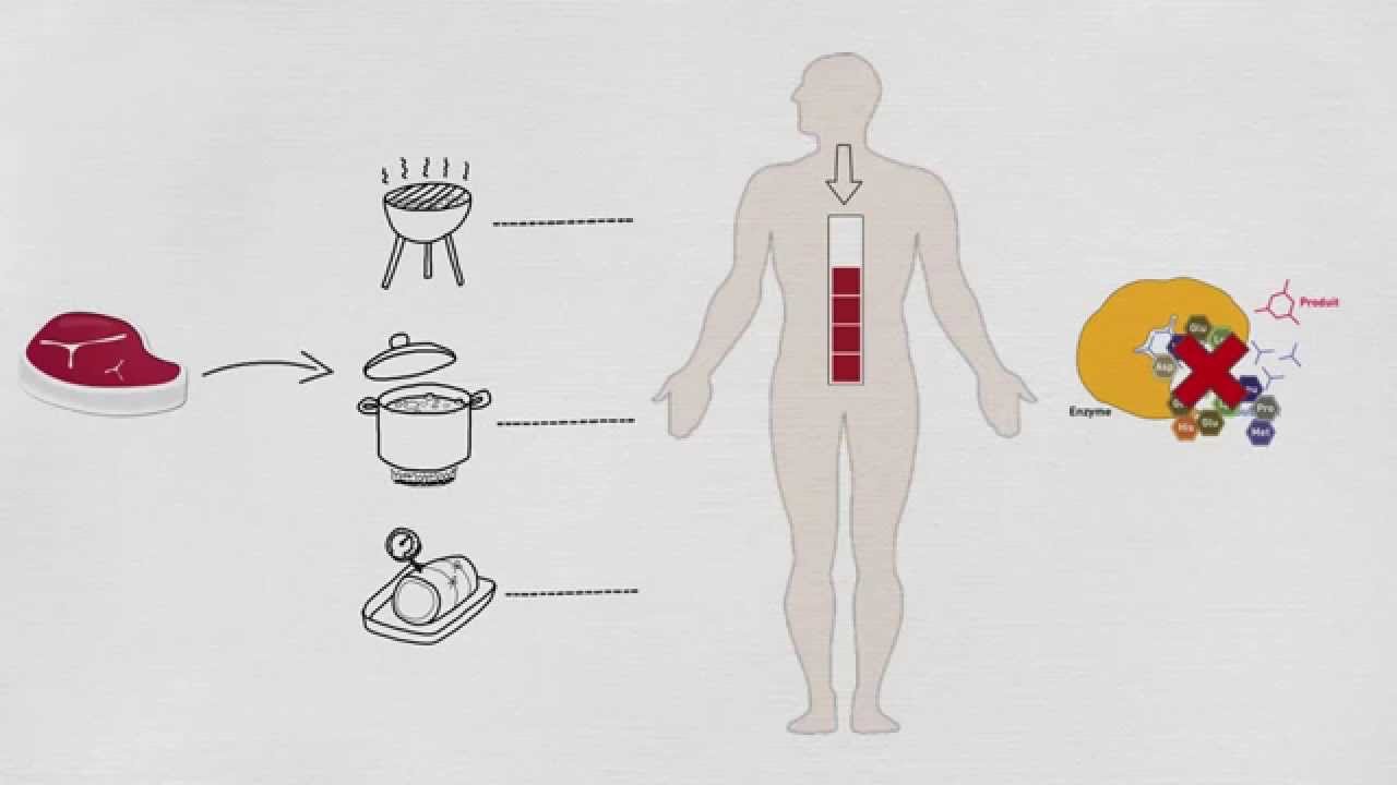 Qualité nutritionnelle des protéines animales vs végétales  - Dessin filmé