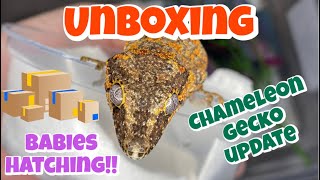 UNBOXING GECKOS, BABIES HATCHING & CHAMELEON GECKO UPDATE!!