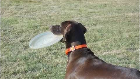 Ellie the pudelpointer!