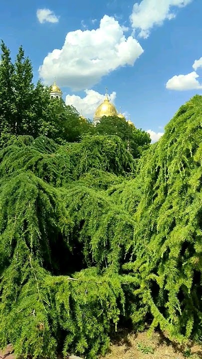 Вот такие уникальные деревья у нас в Крыму 🌲💚🌳 Вдалеке Собор Невского # ...