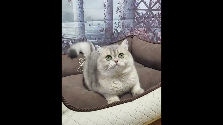 Video 720951: british blue golden, cat