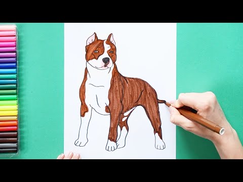 How to draw a Pitbull Dog