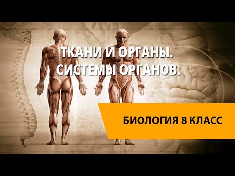 Ткани и органы. Системы органов