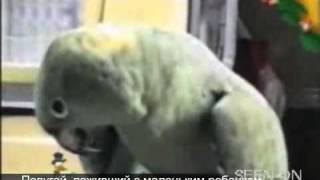 Попугай, поживший с маленьким ребенком видео В него влюбился весь Китай.Русский парень на шоу талантов в Китае. Гордей Колесов.