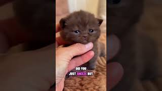 The Curious Meaning Behind A Cats Tiny Sigh