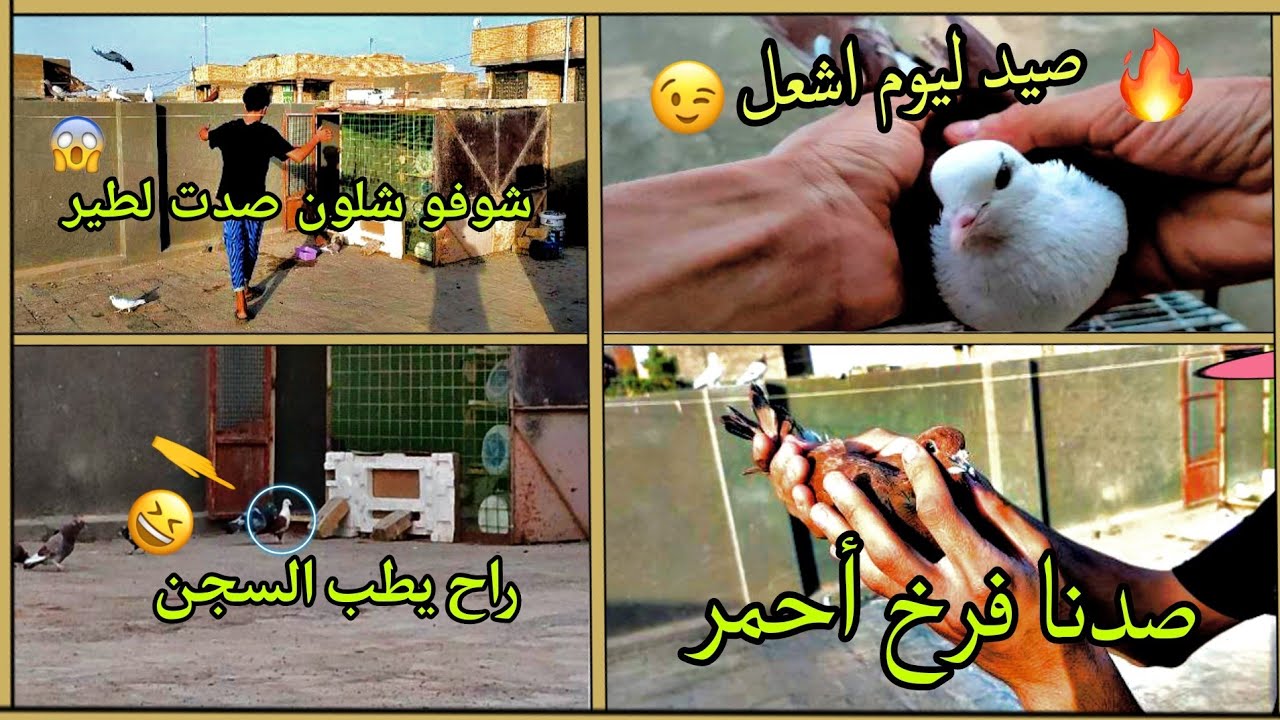 اليوم الصيد مختلف🕊️💪صيد اليوم حمر🔥🧿تعالو شوفو الزاجل الأحمر كام يطير✅+صفينه الطيور🔥