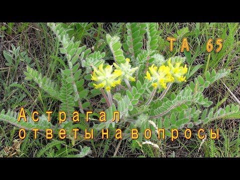 Астрагал шерстистоцветковый. Ответы на вопросы. Что такое ТА 65