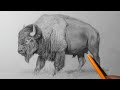 How to Draw a Buffalo Bison | Pencil Drawing